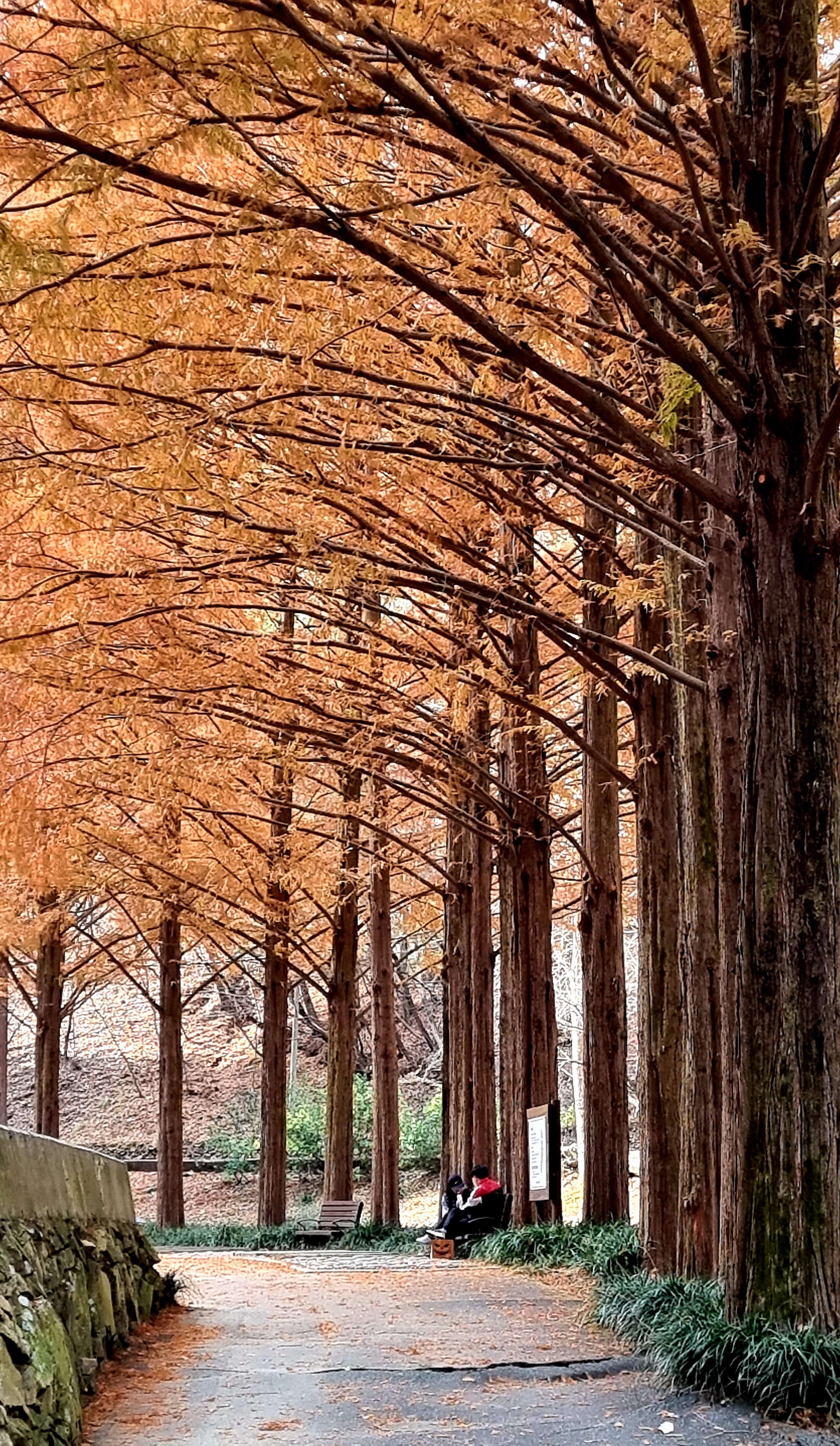 20211118_115844.jpg : 11월18일의 장태산.