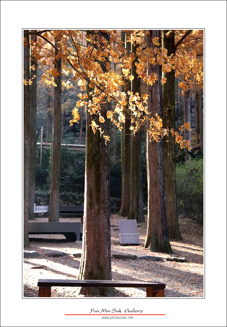 092A4030.jpg : 11월11일의 장태산