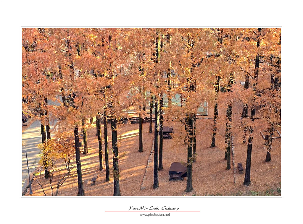 20241121_100247.jpg : 장태산의 가을